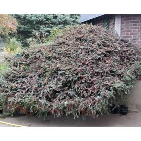 Cotoneaster horizontalis - Cotoneaster rampant