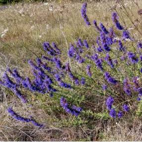 Hyssopus officinalis - Hysope à fleur bleue