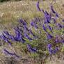 Hyssopus officinalis - Hysope à fleur bleue