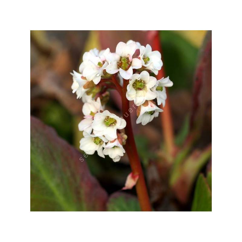 Bergenia 'Bressingham White' - Bergénie à fleurs blanches