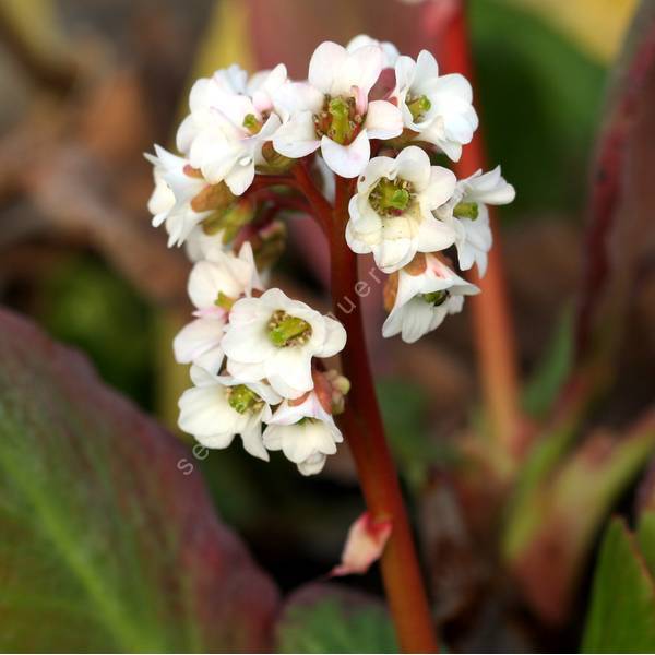 Bergenia 'Bressingham White' - Bergénie à fleurs blanches Bergenia 'Bressingham White' - Bergénie à fleurs blanches