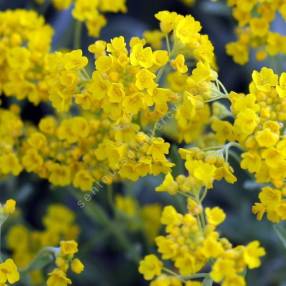 Aurinia saxatile - syn : Alyssum saxatile - Corbeille d'or