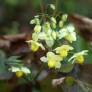 Epimedium x versicolor 'Sulphureum' - Fleur des Elfes