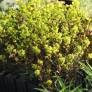 Euphorbia amygdaloides 'Purpurea' - Euphorbe à feuilles d'amandier pourpre