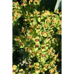 Euphorbia rigida, Euphorbe rigide
