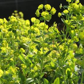 Euphorbia robbiae - Euphorbe des bois