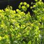 Euphorbia robbiae - Euphorbe des bois