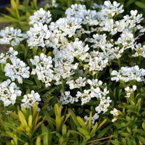 Iberis sempervirens 'Golden Candy' - Corbeille d'Argent dorée