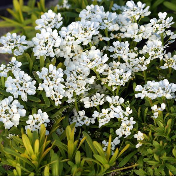 Iberis sempervirens 'Golden Candy' - Corbeille d'Argent dorée