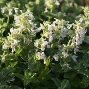 Herbe à chat, Chataire 'Kit Kat' - Nepeta faassenii - Le Jardin du