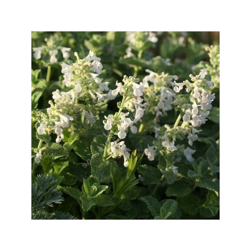 Nepeta x faassenii 'Alba' - Herbe à chat à fleurs blanches