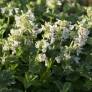 Nepeta x faassenii 'Alba' - Herbe à chat à fleurs blanches