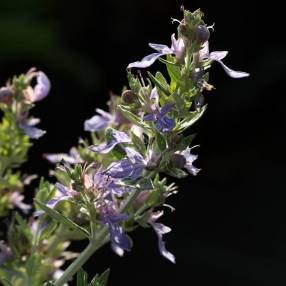 Teucrium fruticans 'Agadir' - Germandrée arbustive bleue