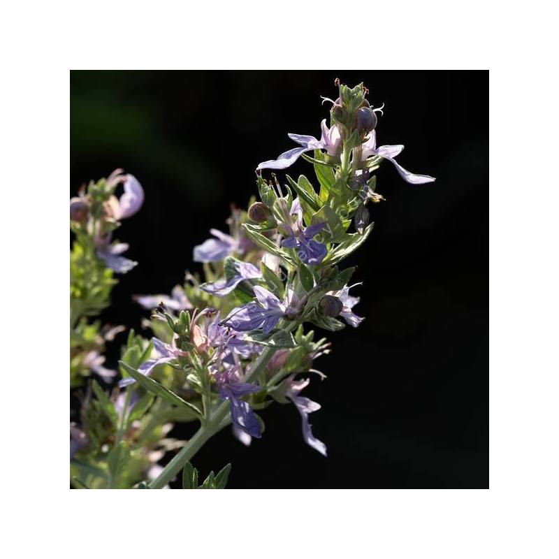 Teucrium fruticans 'Agadir' - Germandrée arbustive bleue