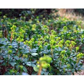 Euphorbia robbiae - Euphorbe des bois