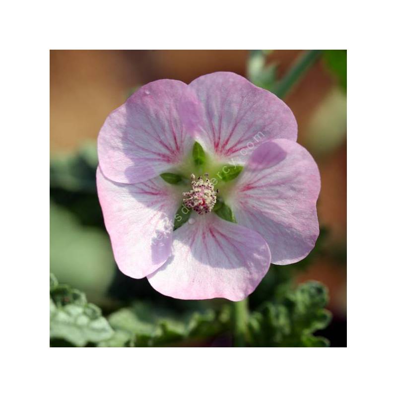 Anisodontea malvastroides - Mauve du Cap