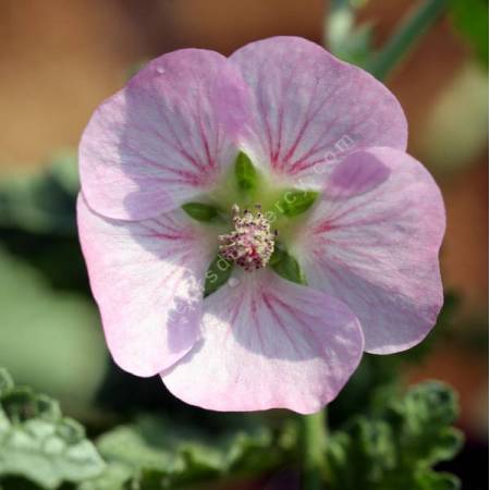 Anisodontea malvastroides - Mauve du Cap