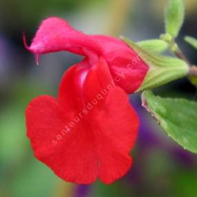 Salvia microphylla var. neurepia - Sauge arbustive rouge