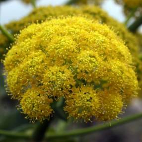 Ferula communis - Grande Férule