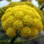 Ferula communis - Grande Férule