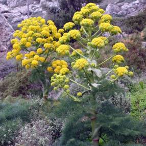 Ferula communis - Grande Férule