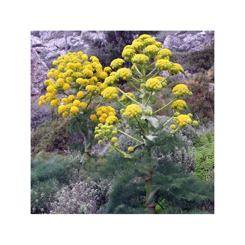 Ferula communis - Grande Férule