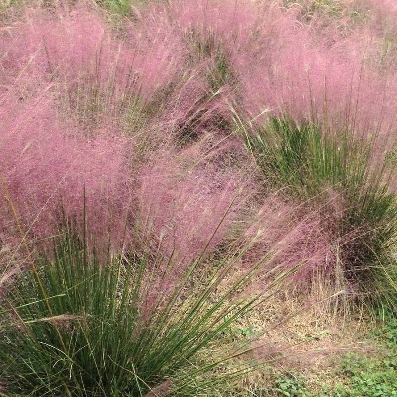 Muhlenbergia capillaris