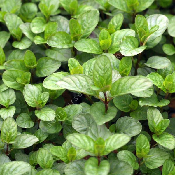 Mentha x piperita 'Black Mitcham' - Menthe poivrée