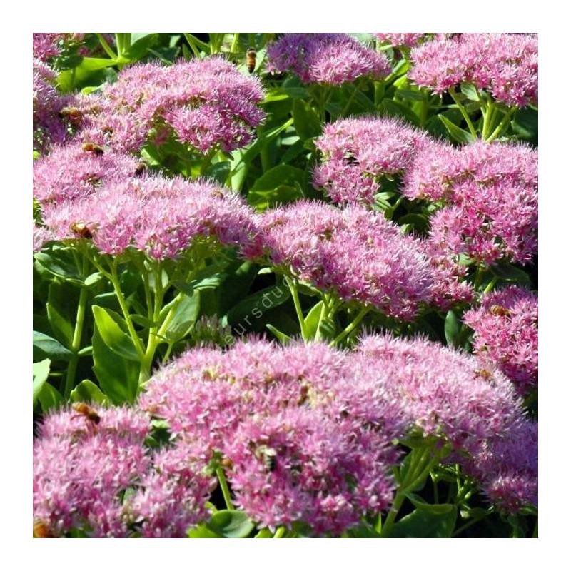 Sedum spectabile 'Brillant' - Grand Orpin rose