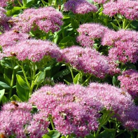 Sedum spectabile 'Brillant' - Grand Orpin rose