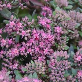 Sedum ‘Red Canyon’