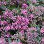 Sedum ‘Red Canyon’