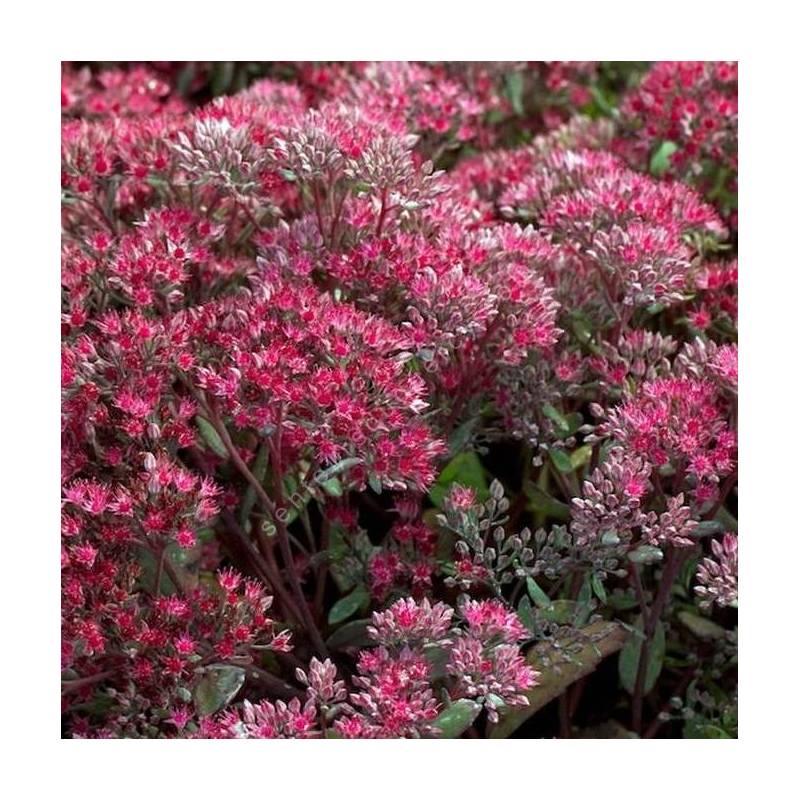 Sedum ‘Ruby Glow’