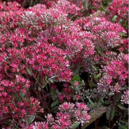 Sedum ‘Ruby Glow’