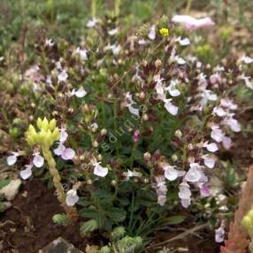 Teucrium chamaedrys 'Nana' - Germandrée petit-chêne naine