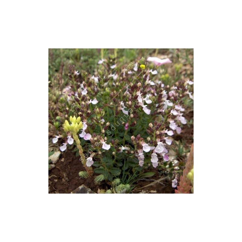 Teucrium chamaedrys 'Nana' - Germandrée petit-chêne naine