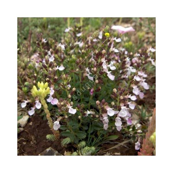 Teucrium chamaedrys 'Nana' - Germandrée petit-chêne naine