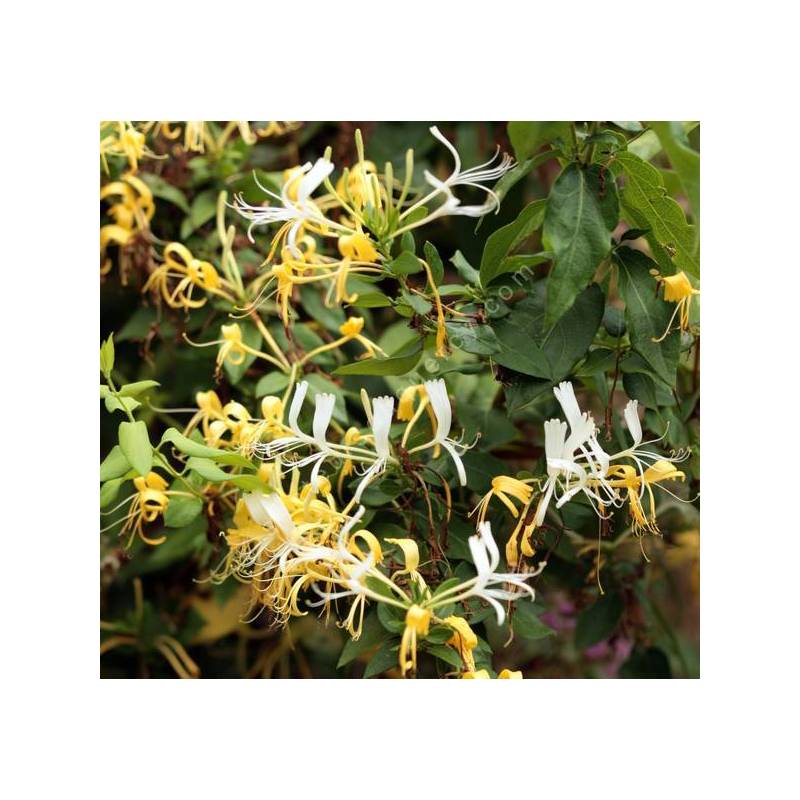 Lonicera japonica 'Halliana' - Chèvrefeuille du Japon