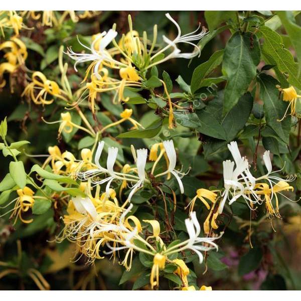 Lonicera japonica 'Halliana' - Chèvrefeuille du Japon Lonicera japonica 'Halliana' - Chèvrefeuille du Japon