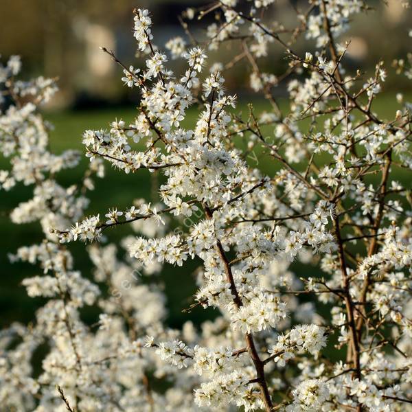 Prunus spinosa -  Prunellier, Épine-noire