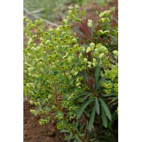 Euphorbia x martinii - Euphorbe de Martin