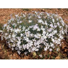 Dianthus anatolicus - Oeillet d'Anatolie