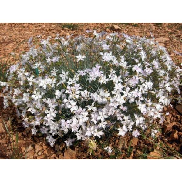 Oeillet d'Anatolie - Dianthus anatolicus - plante de rocaille