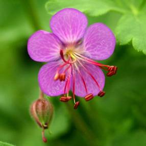 Geranium macrorrhizum - Géranium à gros rhizome