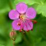 Geranium macrorrhizum - Géranium à gros rhizome