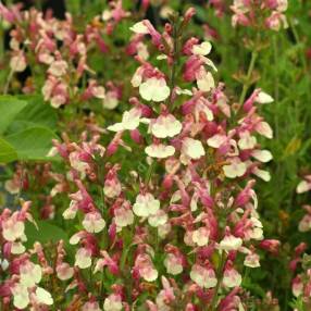 Salvia 'Sierra San Antonio' - Sauge arbustive jaune