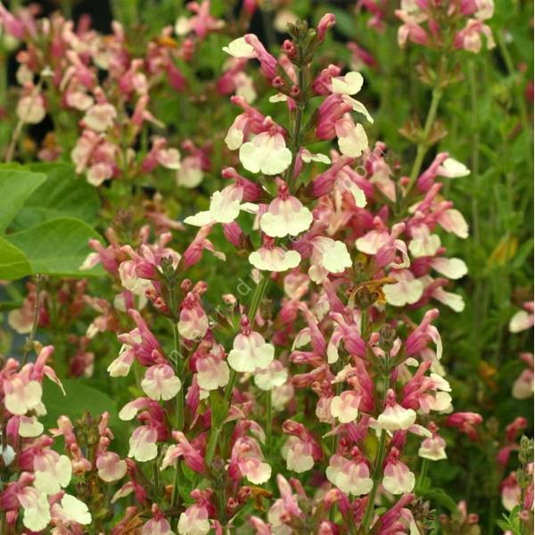 Sauge Arbustive Jaune Et Rose Salvia X Jamensis Sierra San Antonio sauge-arbustive-jaune-et-rose-salvia-x-jamensis-sierra-san-antonio