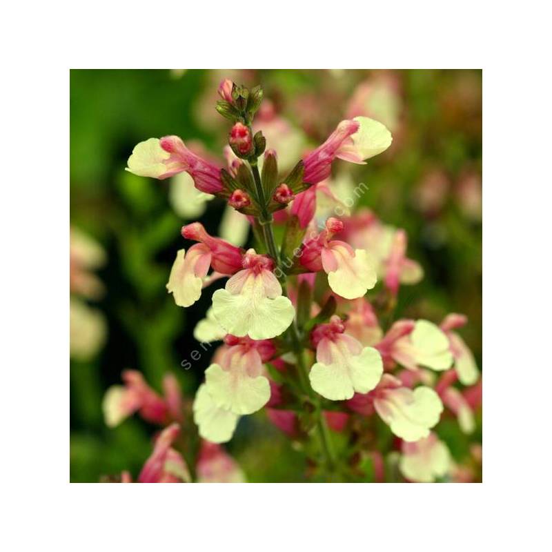 Salvia 'Sierra San Antonio' - Sauge arbustive jaune