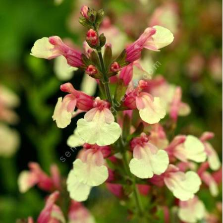 Salvia 'Sierra San Antonio' - Sauge arbustive jaune