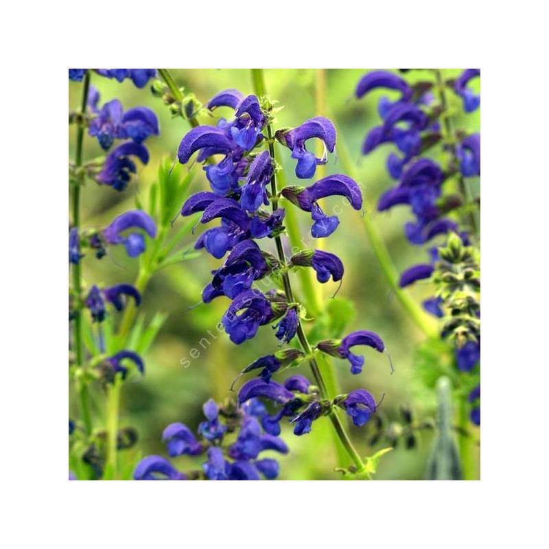 Salvia pratensis 'Twilight Serenade' - Sauge des prés bleu foncé